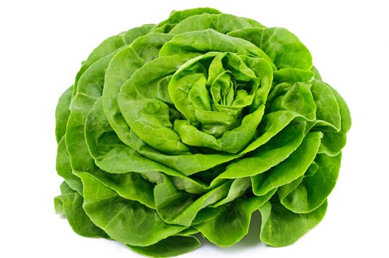 LATTUGA A CAPPUCCIO TROCADERO GR.50